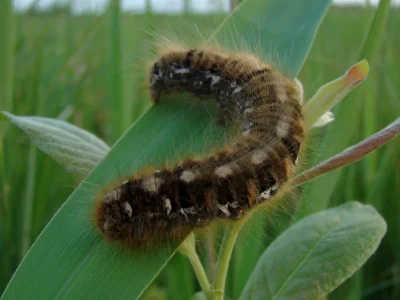 Lasiocampa (Lasiocampa) quercus