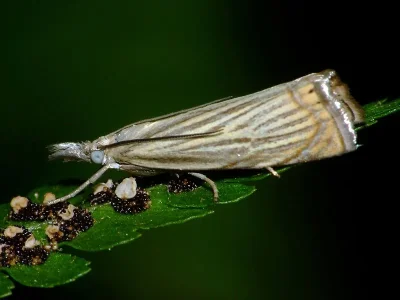 Chrysoteuchia culmella