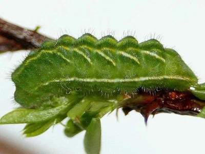 Neolycaena (Rhymnaria) rhymnus