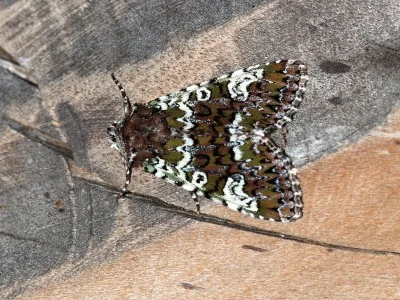 Crypsedra gemmea