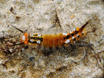 Orgyia (Telochurus) recens