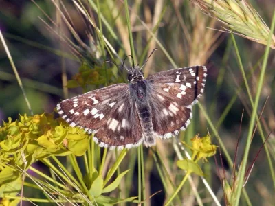 Pyrgus cinarae