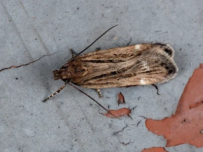 Aroga velocella