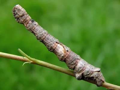 Crocallis elinguaria