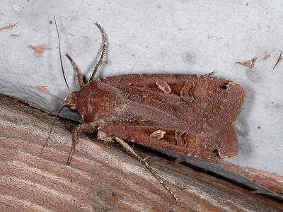 Noctua orbona