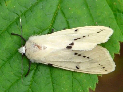 Spilarctia (Spilarctia) lutea