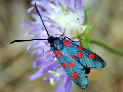 Zygaena (Zygaena) angelicae