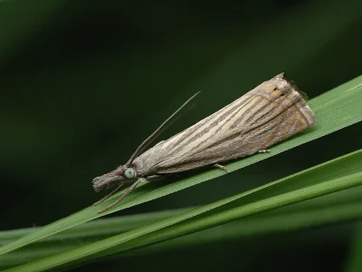 Chrysoteuchia culmella