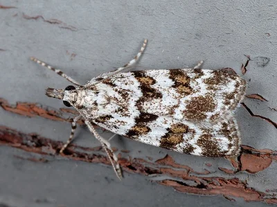 Scoparia pyralella