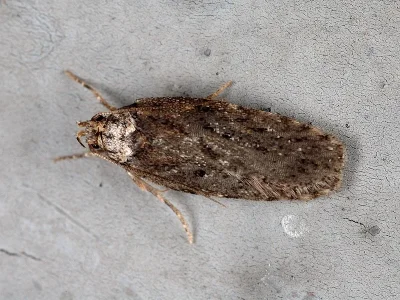 Depressaria (Depressaria) chaerophylli