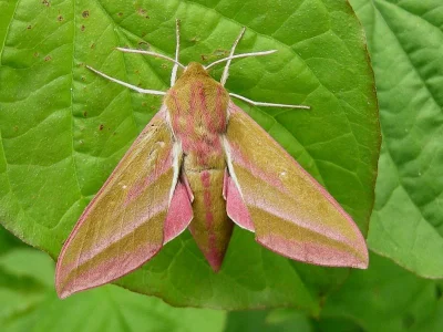 Deilephila elpenor