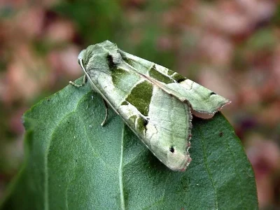 Phlogophora scita