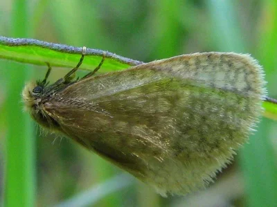 Bijugis bombycella