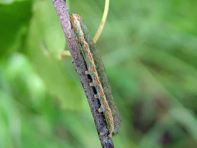 Egira conspicillaris