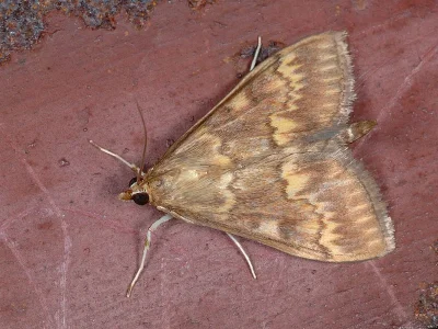 Ostrinia nubilalis