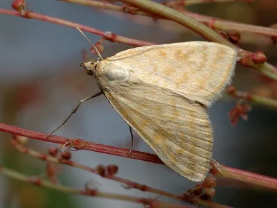 Sitochroa verticalis