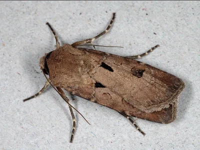 Agrotis (Agrotis) exclamationis