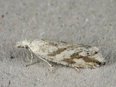 Thiodia citrana