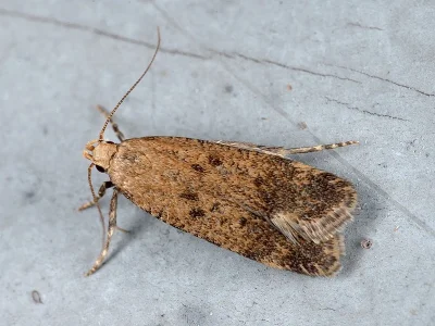 Pexicopia malvella