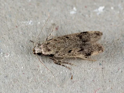 Gelechia (Gelechia) rhombella