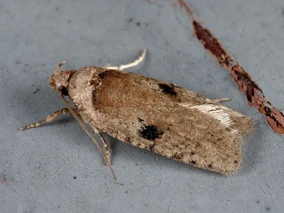 Agonopterix propinquella