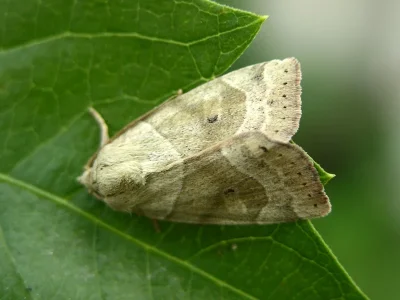 Cosmia (Calymnia) trapezina