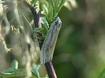 Spiris striata