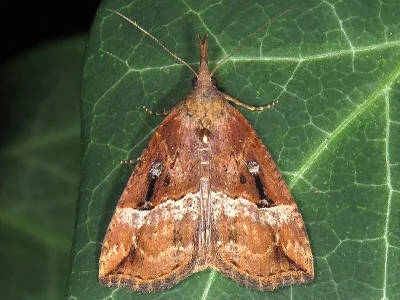 Hypena (Hypena) rostralis