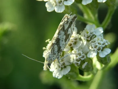 Thiodia citrana