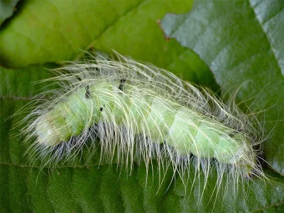 Acronicta (A.) leporina