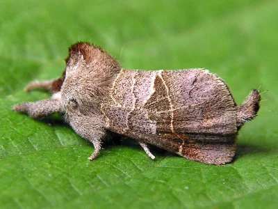 Clostera pigra