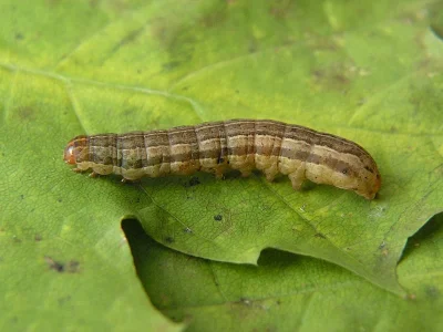 Xestia (X.) sexstrigata