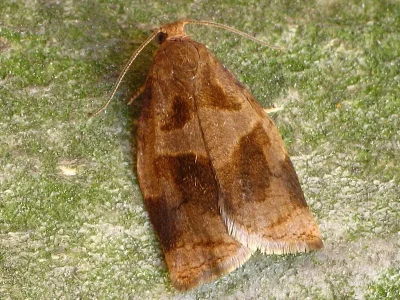 Archips rosana
