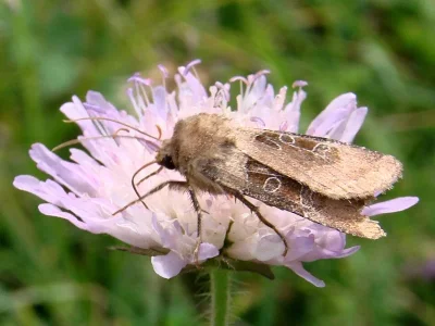 Chersotis cuprea