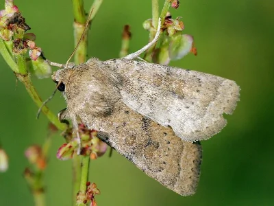 Hoplodrina octogenaria
