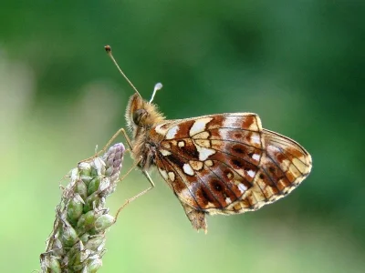 Boloria (Clossiana) dia