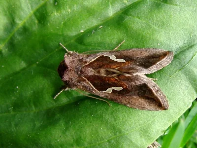 Macdunnoughia (Macdunnoughia) confusa