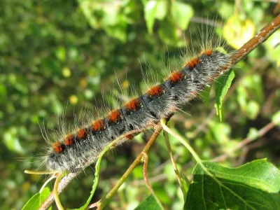 Eriogaster (E.) lanestris