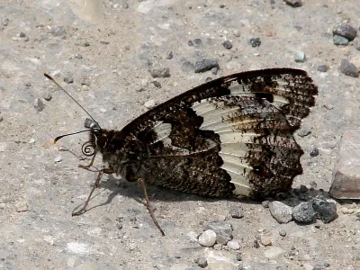 Brintesia circe