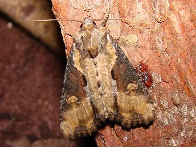 Lateroligia ophiogramma