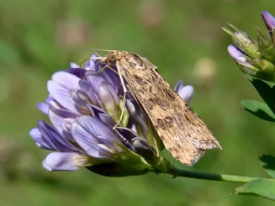 Nomophila noctuella