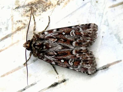 Lycophotia porphyrea