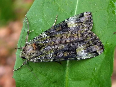 Anaplectoides prasina