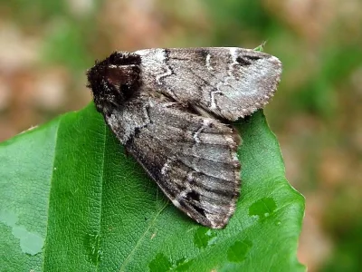 Drymonia obliterata