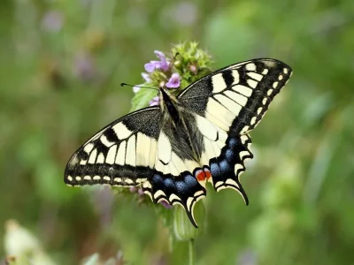Papilio (Papilio) machaon