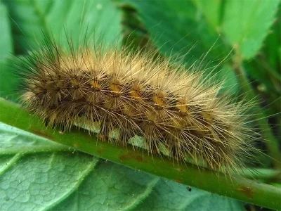 Phragmatobia fuliginosa