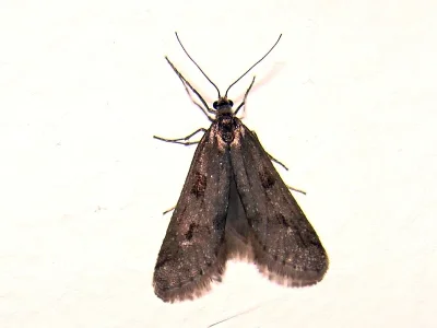 Exapate congelatella