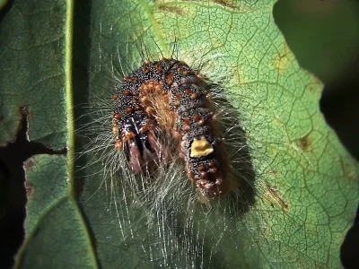 Acronicta (Subacronicta) megacephala