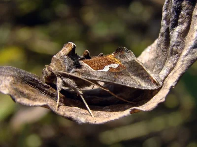 Macdunnoughia (Macdunnoughia) confusa