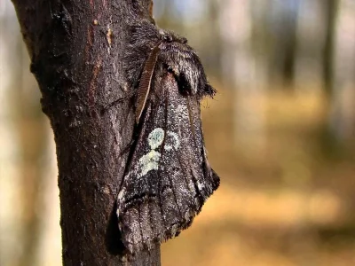 Diloba caeruleocephala